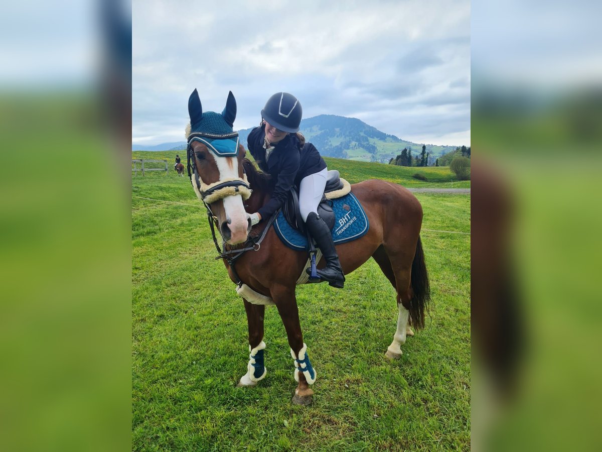Französisches Reitpony Stute 9 Jahre 145 cm Fuchs in Schlins