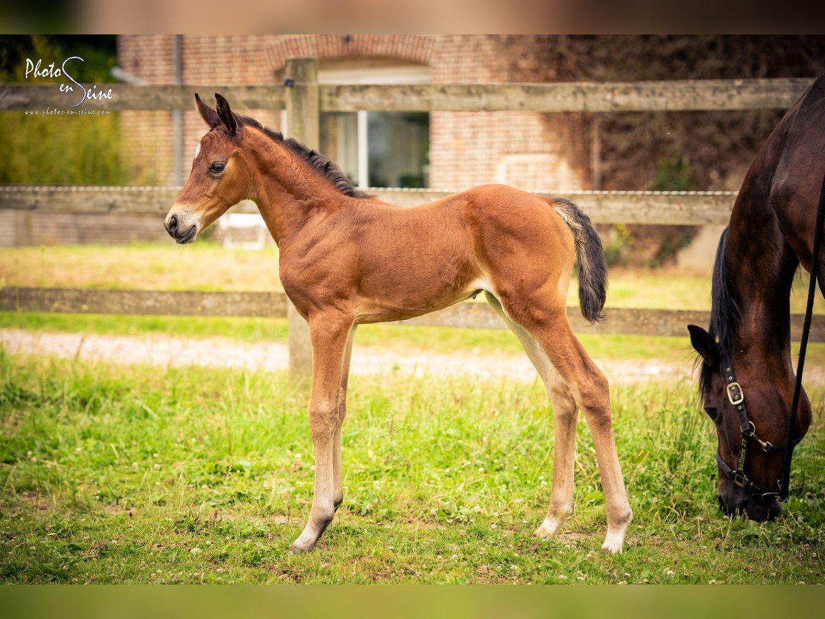 Französisches Reitpony Stute Fohlen (06/2025) 100 cm Brauner in Grand-Bourgth&#xE9;roulde
