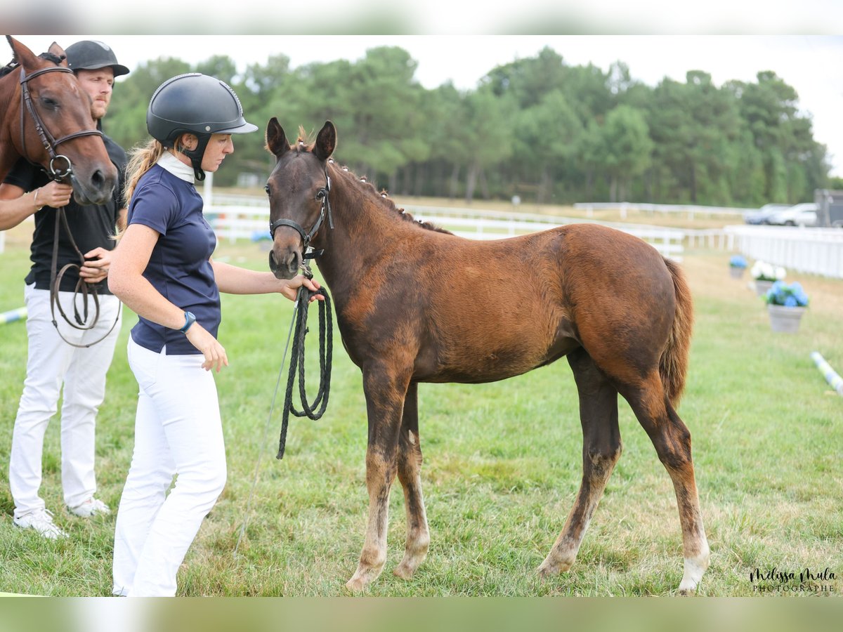 Französisches Reitpony Stute Fohlen (04/2025) Dunkelfuchs in Lannux