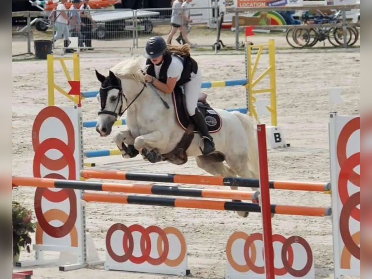 Französisches Reitpony Wallach 12 Jahre 147 cm Schimmel in Hude (Oldenburg)