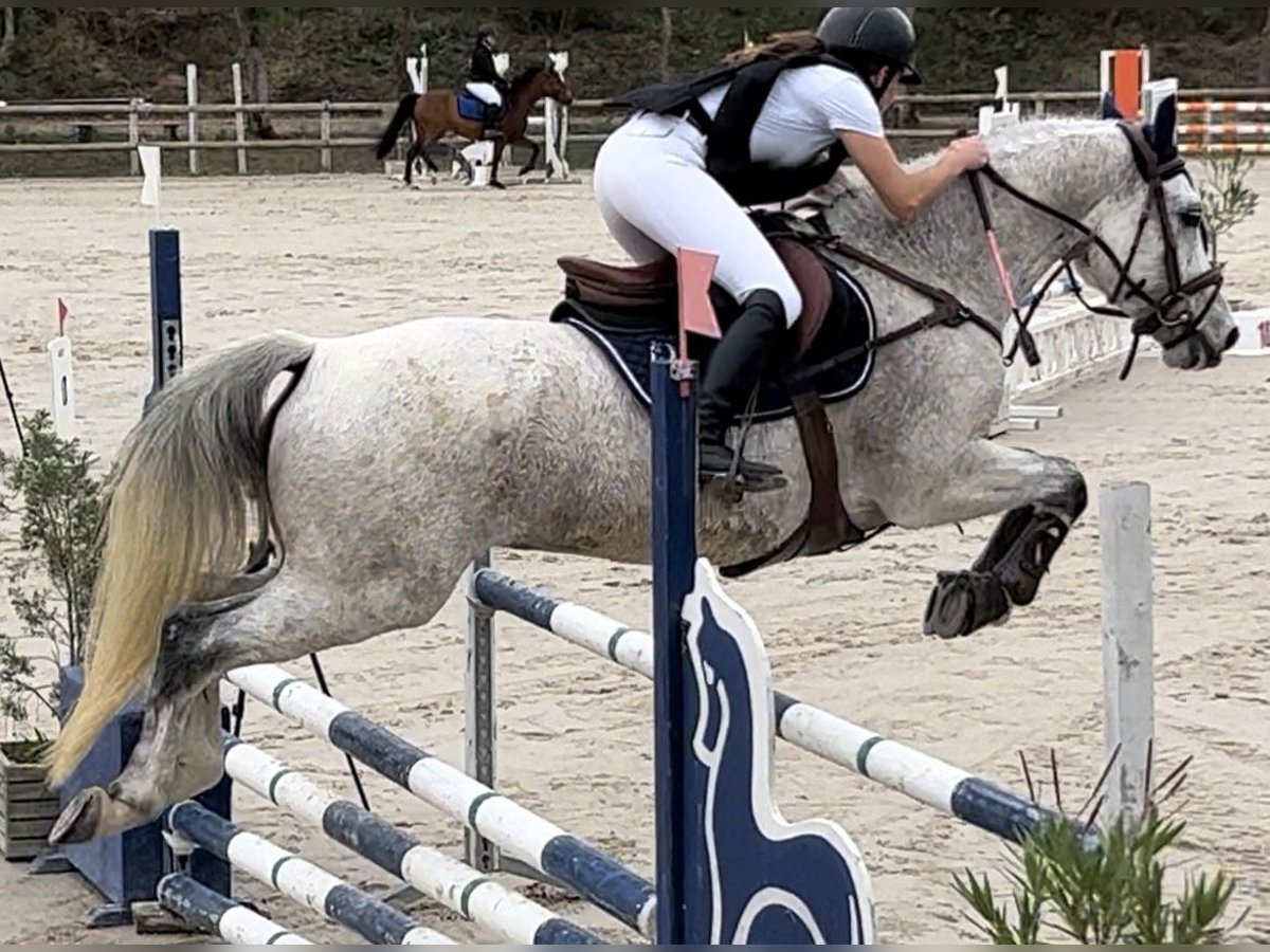 Französisches Reitpony Wallach 12 Jahre 148 cm Schimmel in Auch