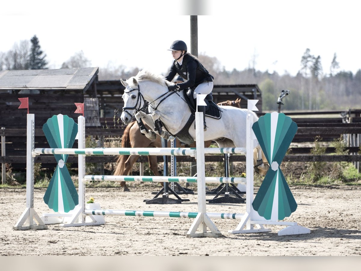 Französisches Reitpony Wallach 13 Jahre 148 cm Schimmel in Kurtna