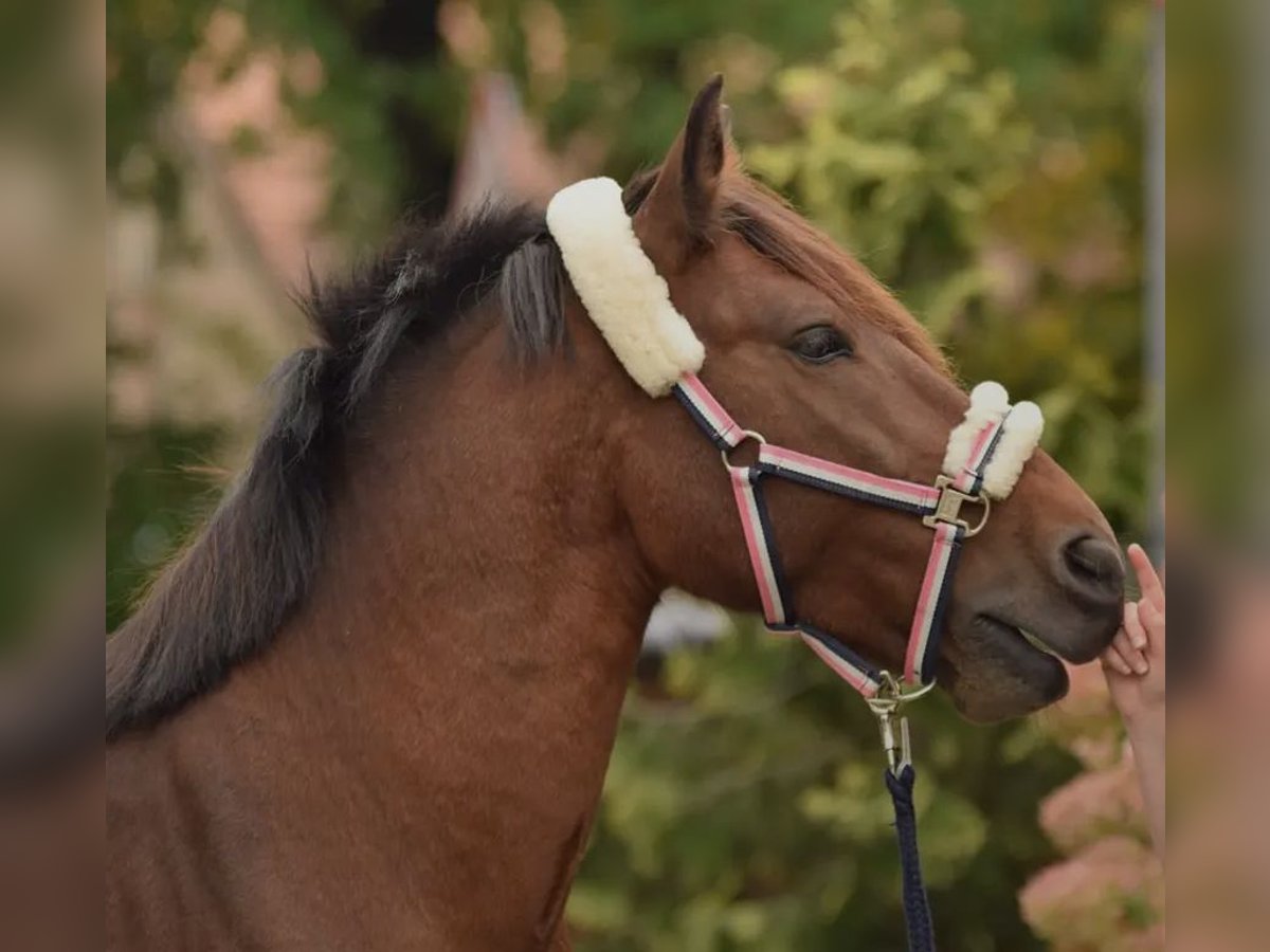 Französisches Reitpony Mix Wallach 13 Jahre 150 cm Dunkelbrauner in Petershagen-Eggersdorf
