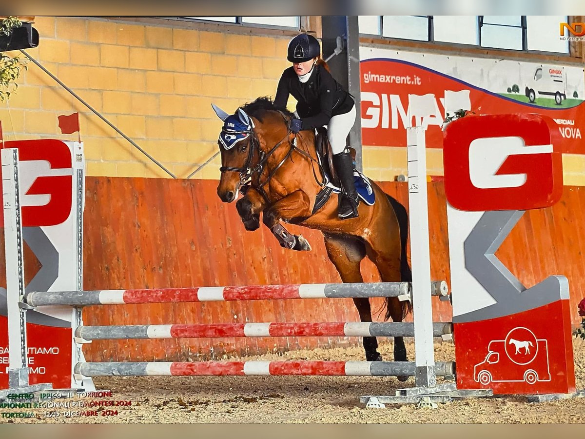 Französisches Reitpony Wallach 15 Jahre 136 cm Dunkelbrauner in Rivarolo canavese