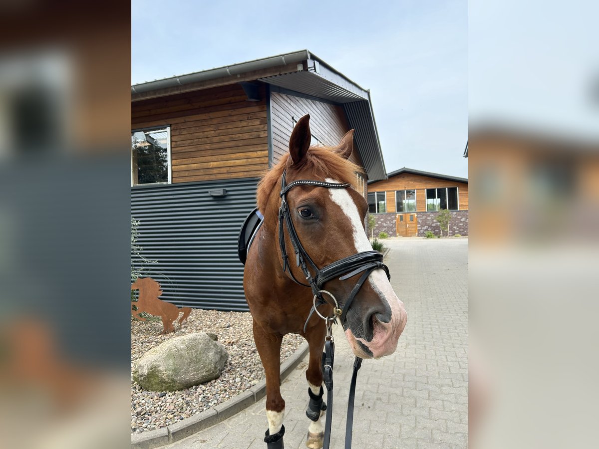 Französisches Reitpony Wallach 15 Jahre 158 cm Fuchs in Wildeshausen