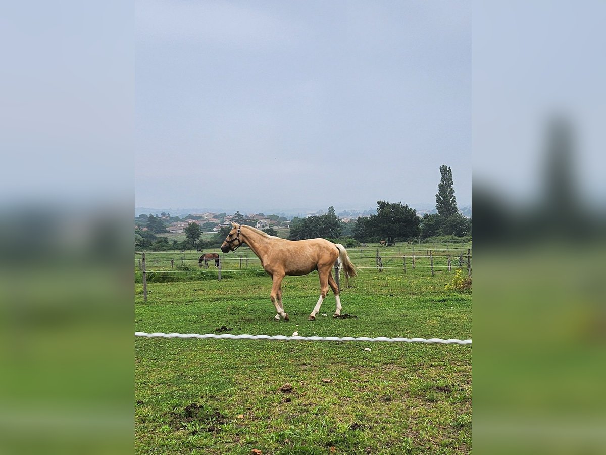 Französisches Reitpony Wallach 3 Jahre 135 cm Palomino in MORNANT