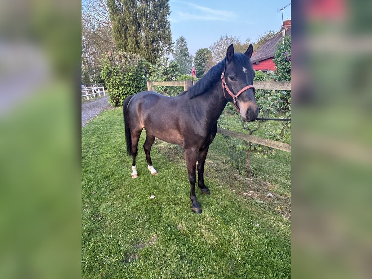 Französisches Reitpony Wallach 4 Jahre 142 cm in Gournay en Bray