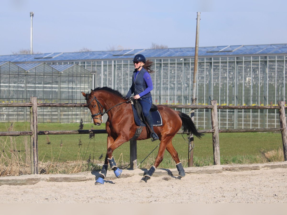 Französisches Reitpony Wallach 5 Jahre 165 cm Brauner in Wijk en Aalburg