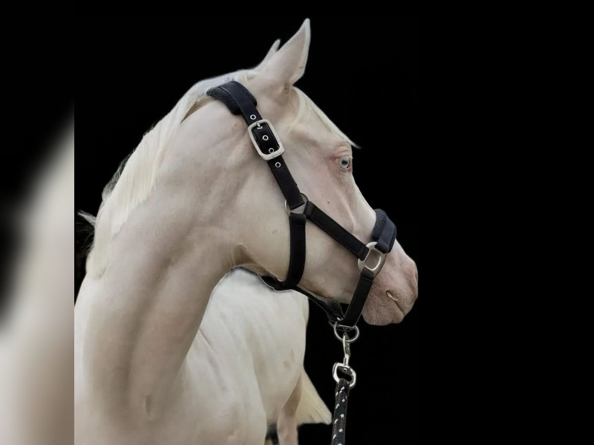 Französisches Reitpony Wallach 6 Jahre 147 cm Cremello in Lohmar