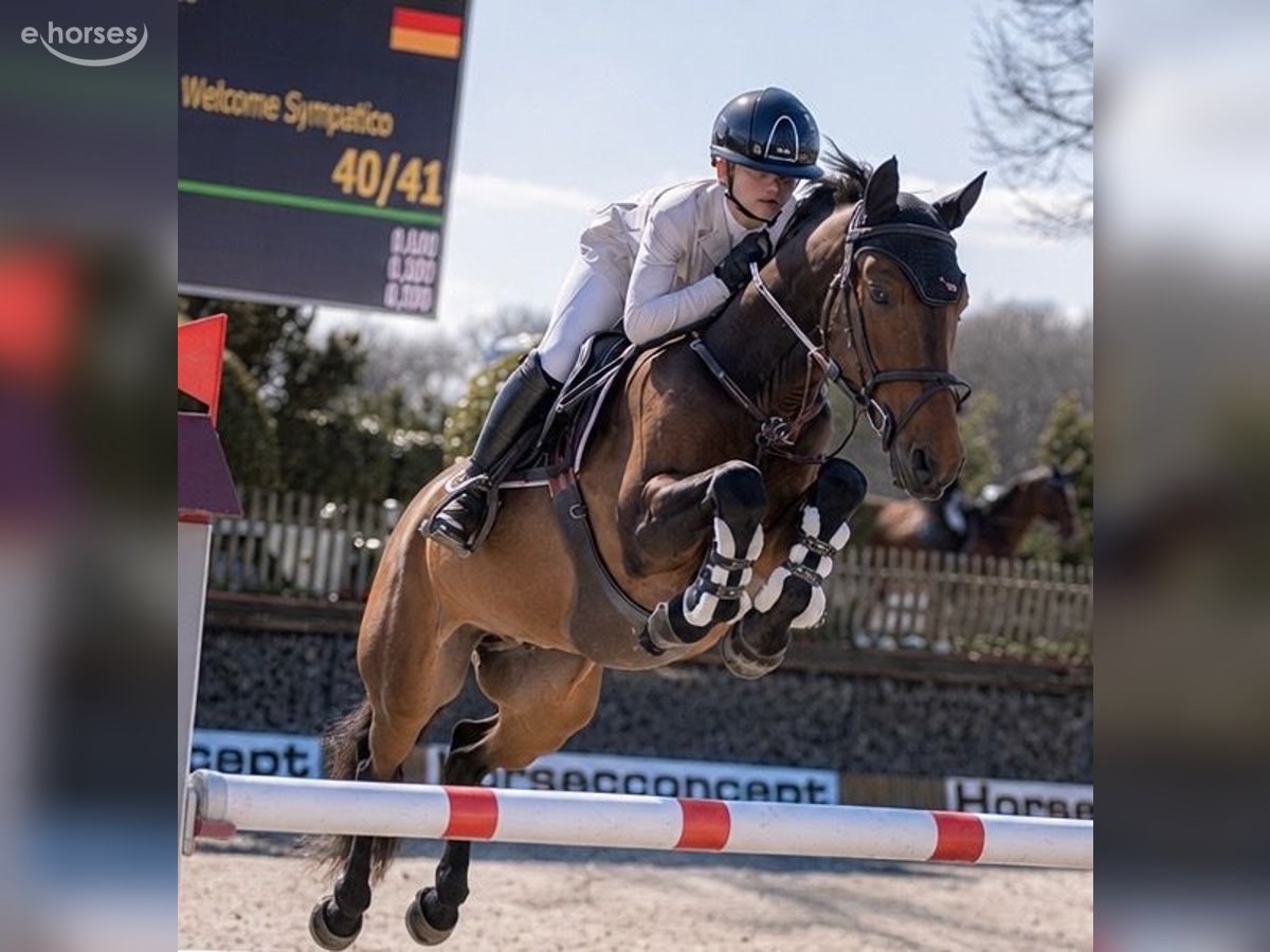 Französisches Reitpony, Wallach in Wipperfürth