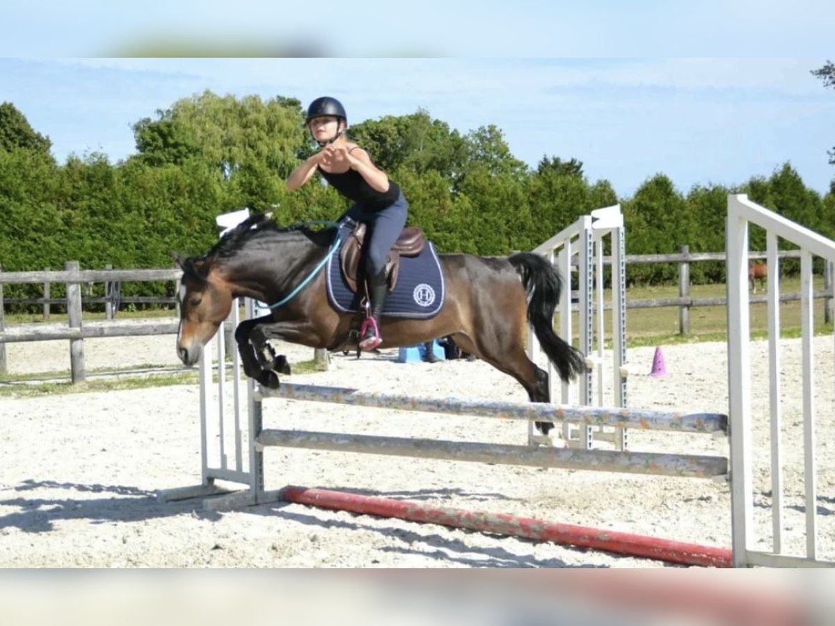 Französisches Reitpony Wallach 7 Jahre 129 cm Schwarzbrauner in Fenain