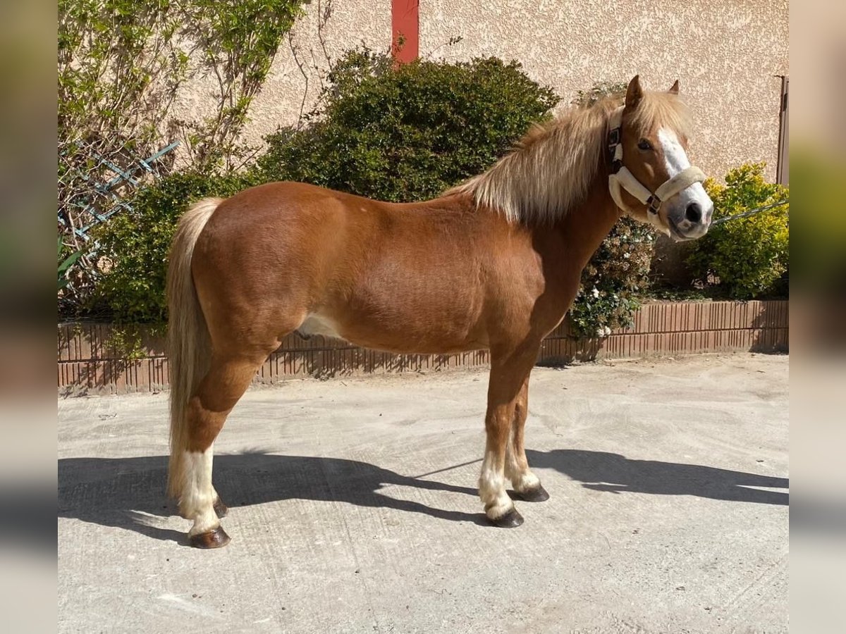 Französisches Reitpony Wallach 7 Jahre Fuchs in La pobla de Vallbona