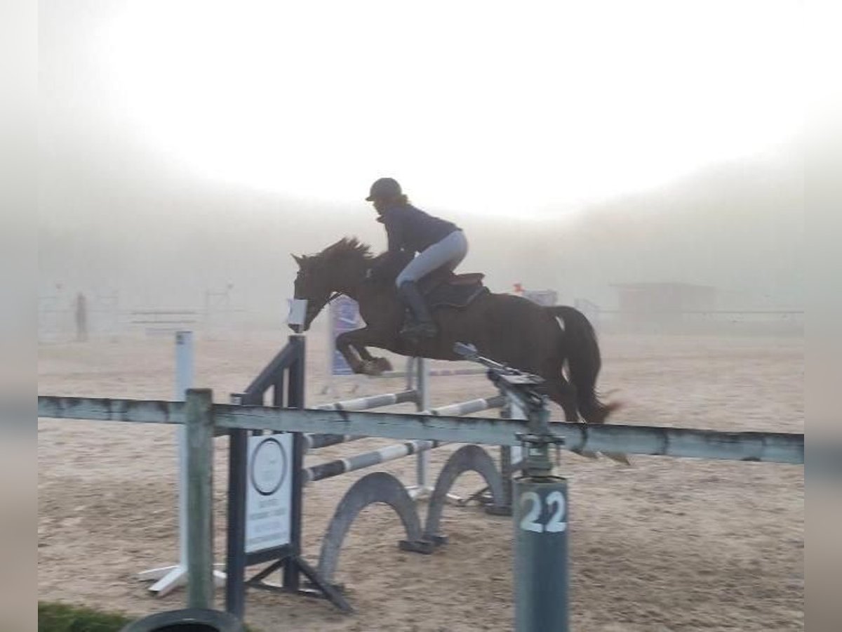 Französisches Reitpony Wallach 8 Jahre 147 cm Dunkelfuchs in Montauban