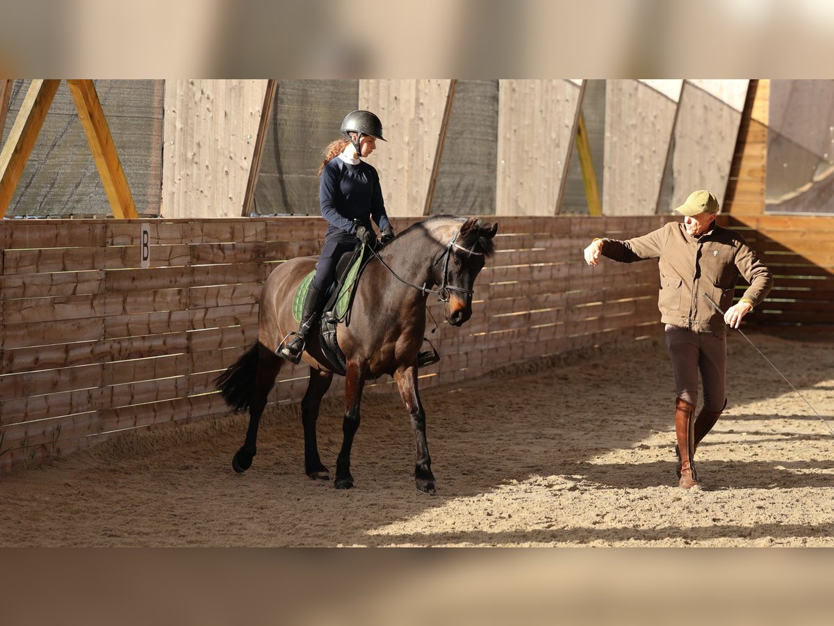 Französisches Reitpony Wallach 9 Jahre 147 cm Dunkelbrauner in Suc&#xE9;-sur-Erdre