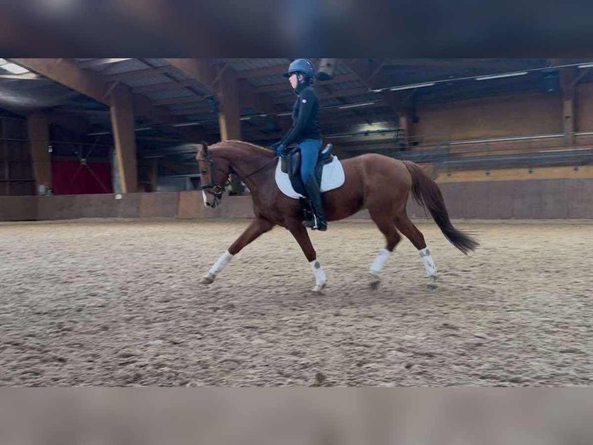 Französisches Reitpony Wallach 9 Jahre 149 cm Fuchs in Les mées