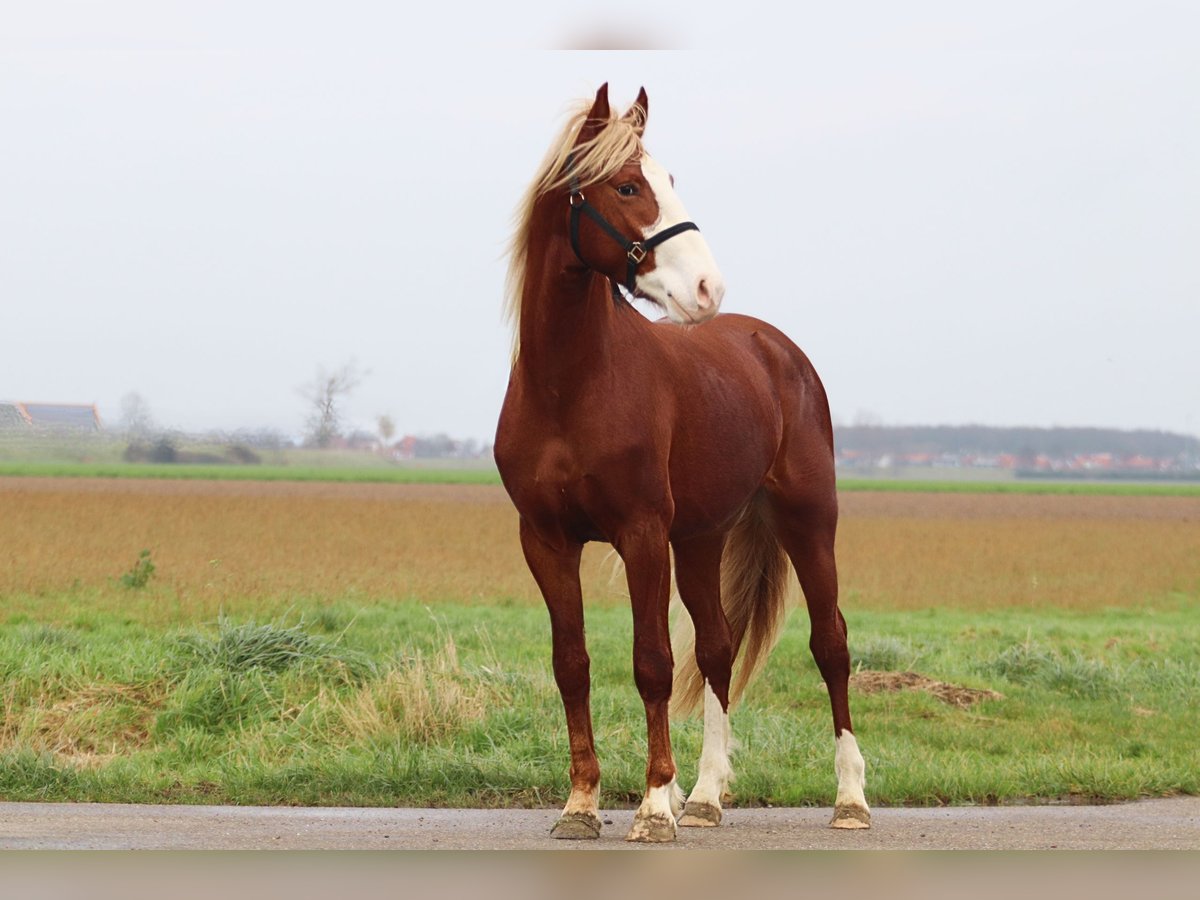 Frederiksborg Étalon 3 Ans 158 cm Alezan brûlé in Goes