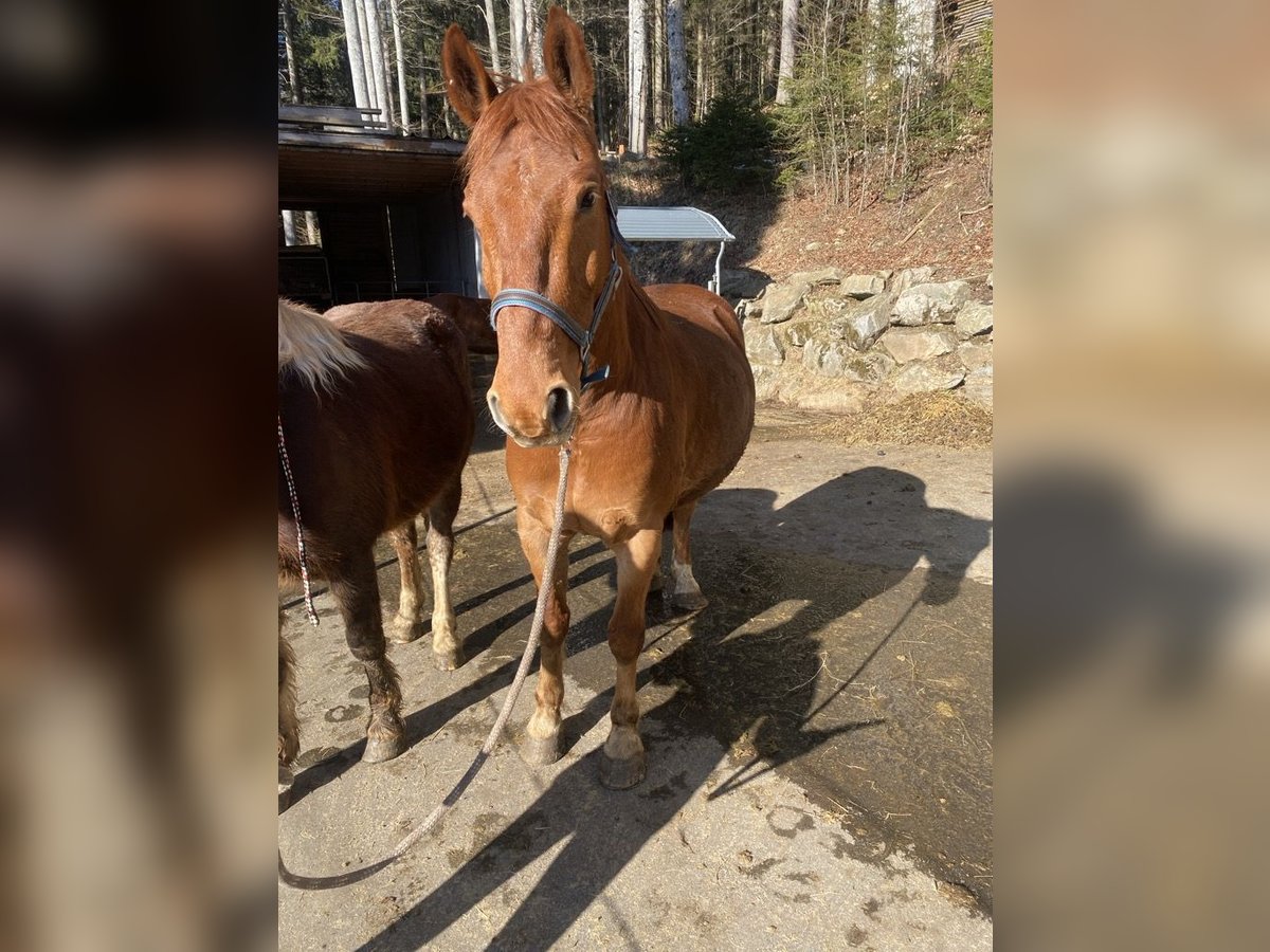 Frederiksborg Gelding 12 years 15,2 hh Chestnut-Red in Titisee-Neustadt