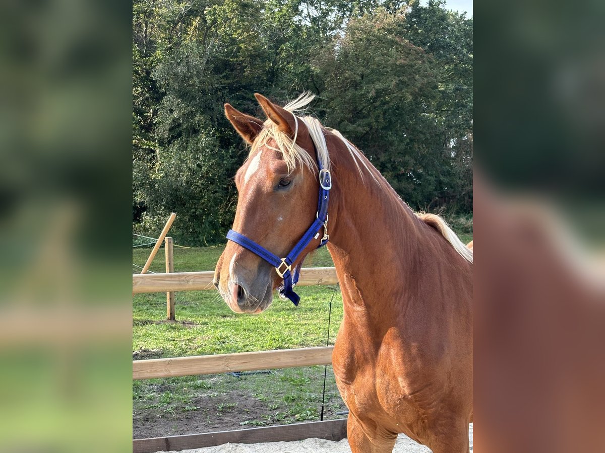 Frederiksborg Gelding 2 years 15,3 hh Chestnut-Red in T&#xF8;nder