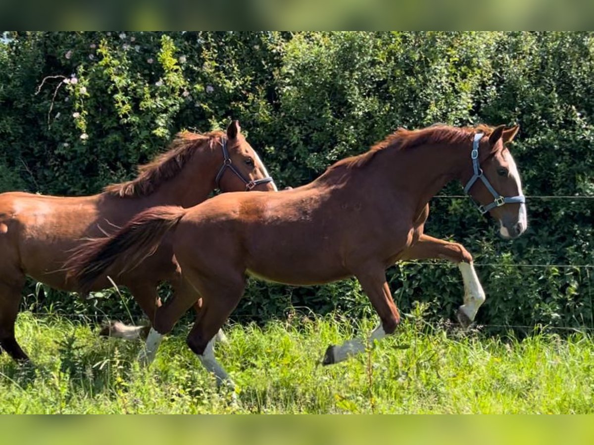 Frederiksborg Gelding 2 years 15,2 hh Chestnut-Red in Marienhof