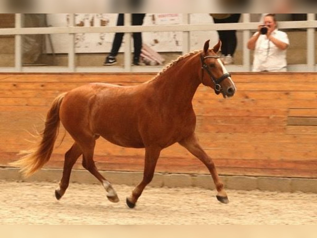 Frederiksborg Jument 4 Ans 160 cm Alezan in Tønder