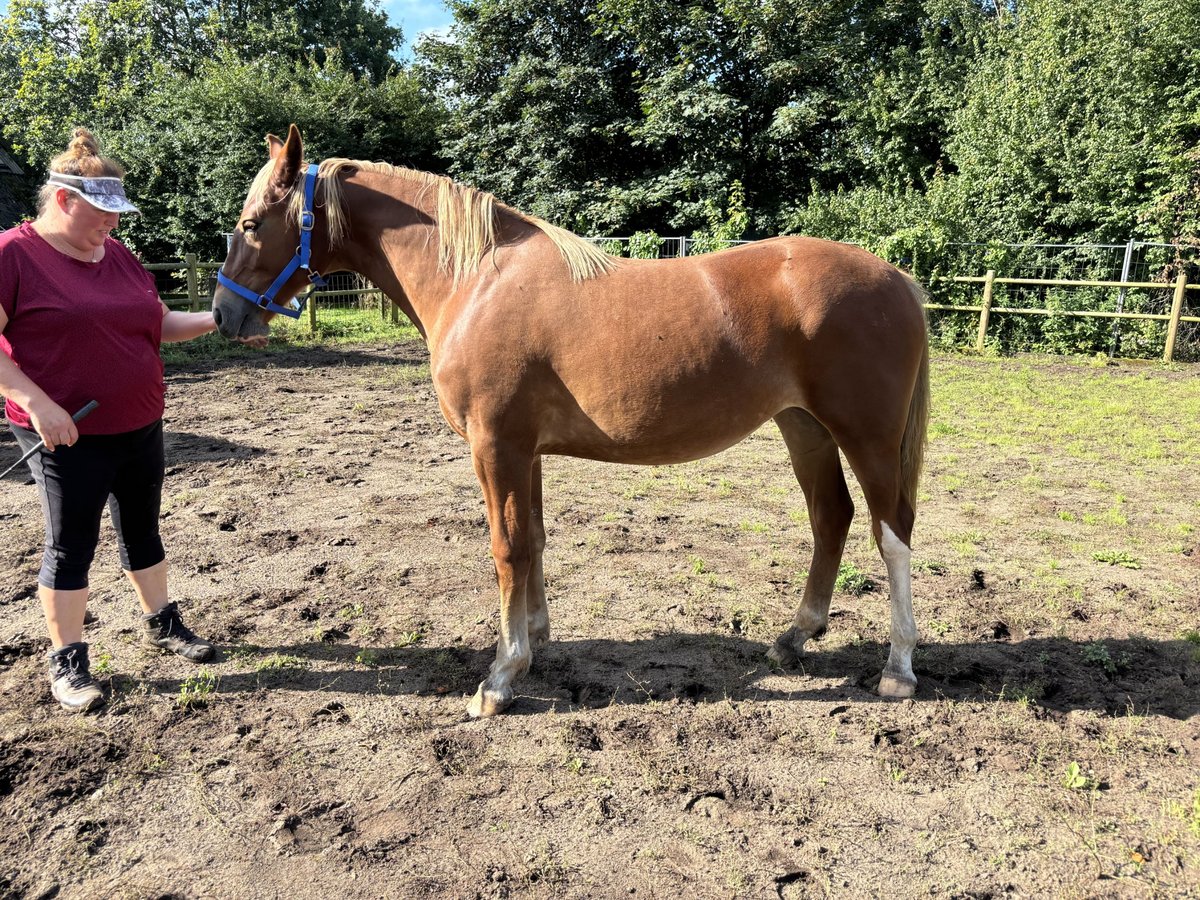 Frederiksborg Mare 1 year 15,2 hh Chestnut-Red in Tønder