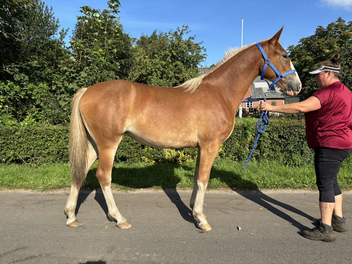 Frederiksborg Mare 1 year 16,1 hh Chestnut in Tønder