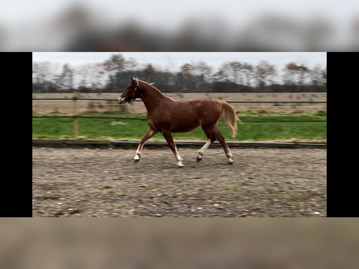 Frederiksborg Mare 2 years 15,2 hh Chestnut in Tønder