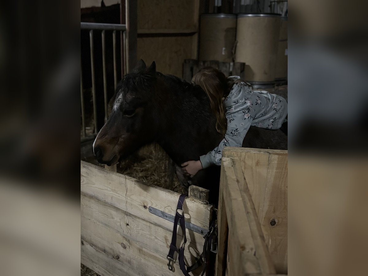 Frederiksborg Mare 2 years 15,2 hh Chestnut-Red in Tønder