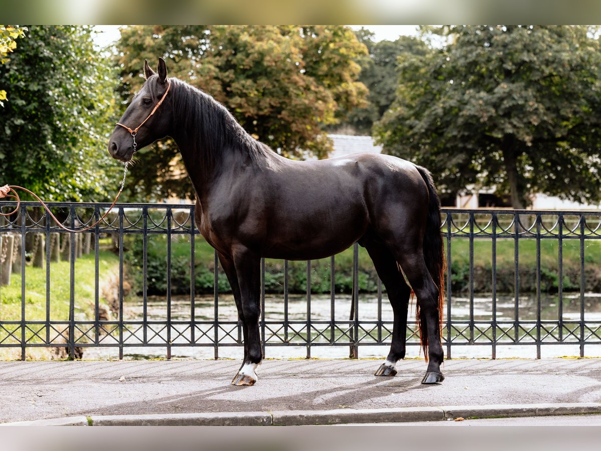 Frederiksborg Stallion 6 years Black in B&#xFC;ckeburg Evesen