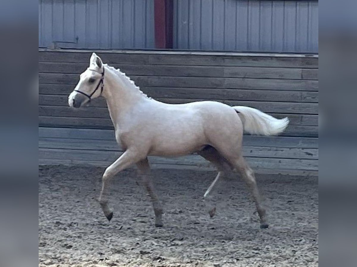 Frederiksborg Stallion  16 hh Palomino in Egtved