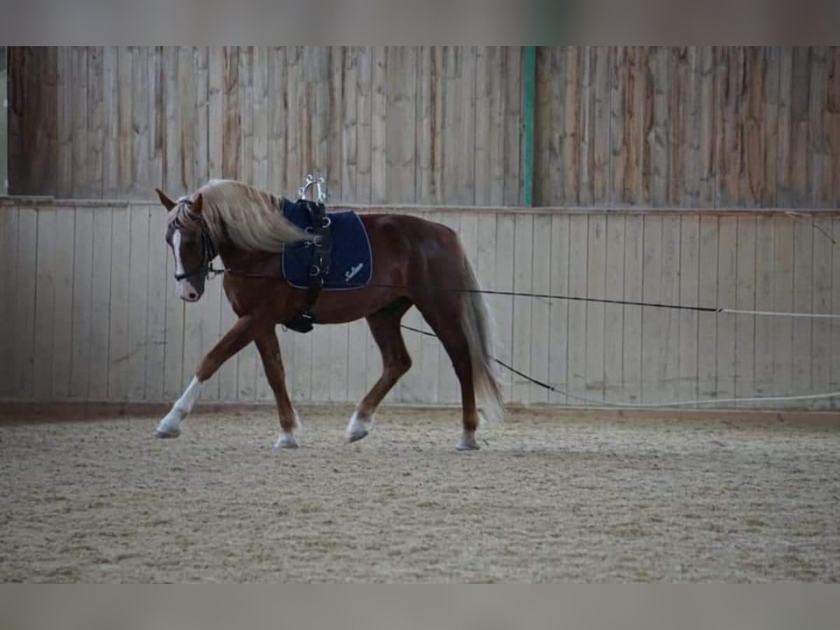 Frederiksborgare Valack 14 år 162 cm in Lanzenkirchen