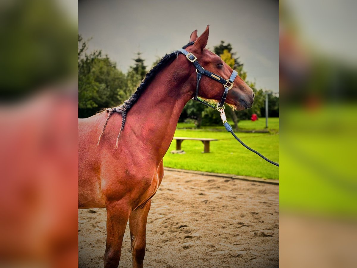 Frederiksborger Hengst 1 Jaar 165 cm Bruin in årre