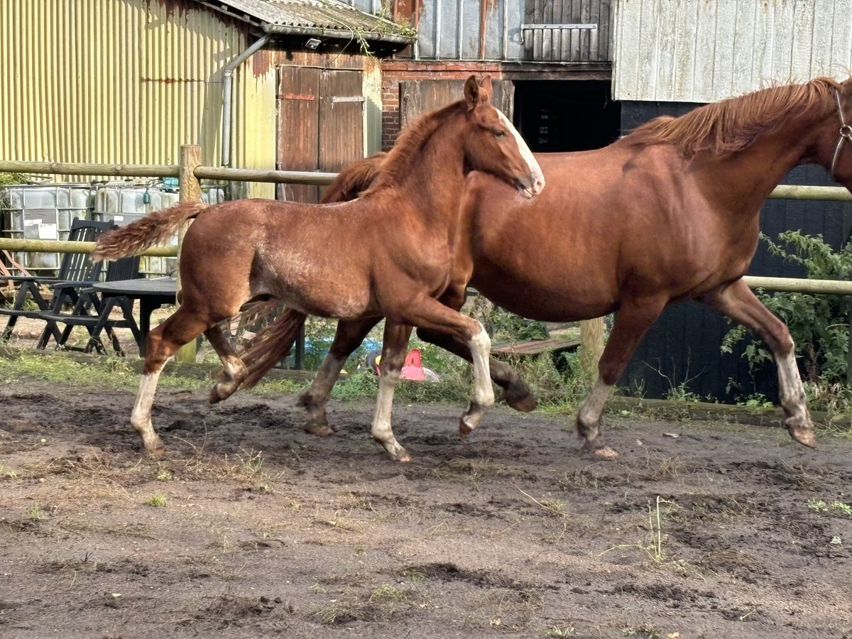 Frederiksborger Hengst 1 Jahr 165 cm Dunkelfuchs in Tønder