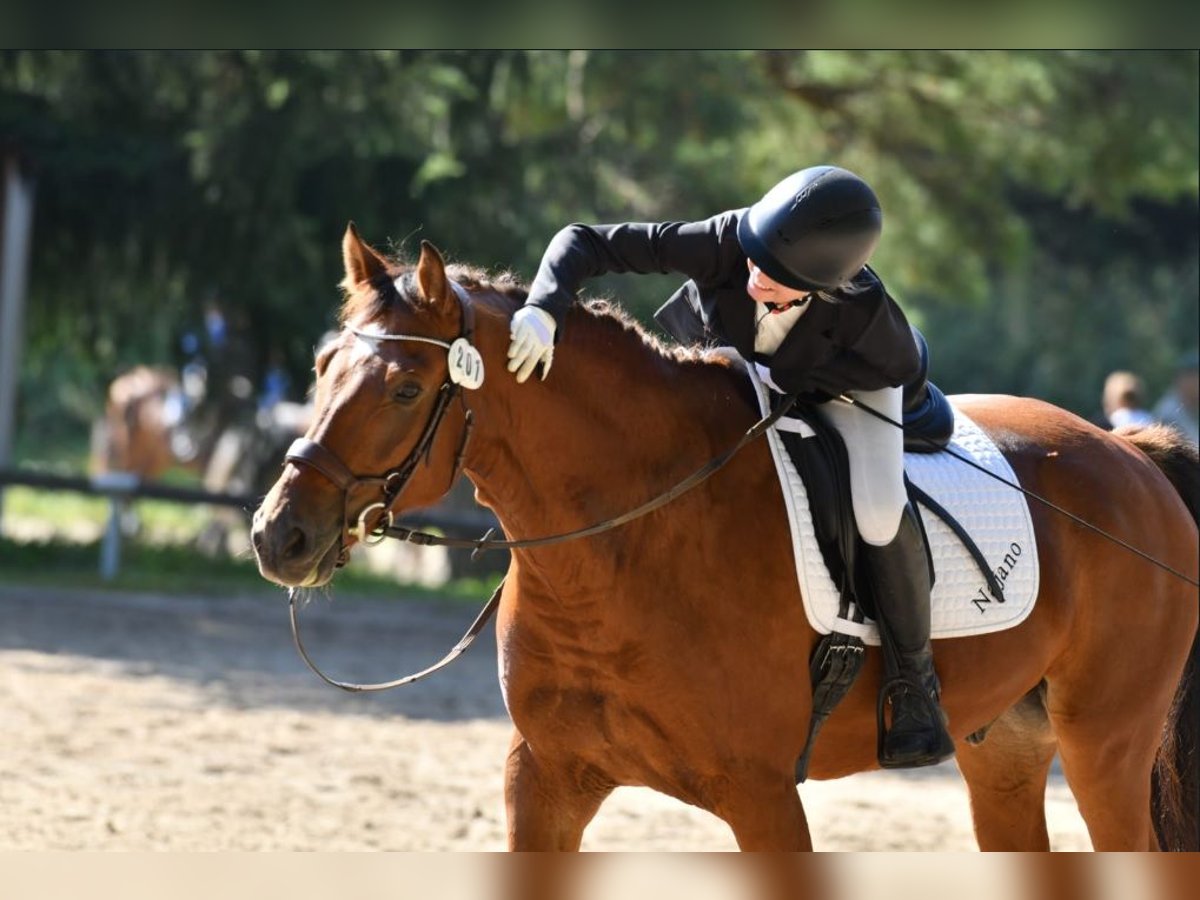 Freiberg / Franches Montagnes Castrone 10 Anni 164 cm Baio in Altötting