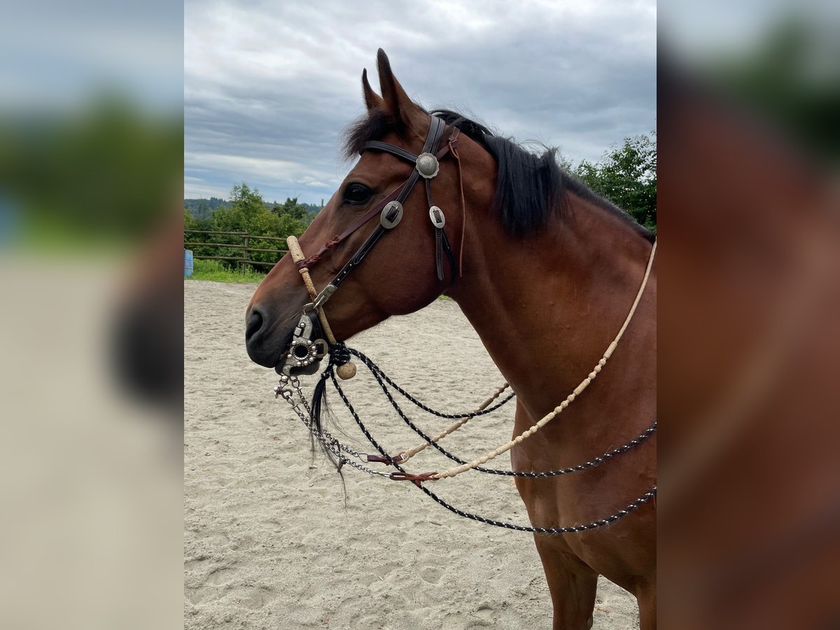 Freiberg / Franches Montagnes Castrone 12 Anni 160 cm Baio in Oftringen 1