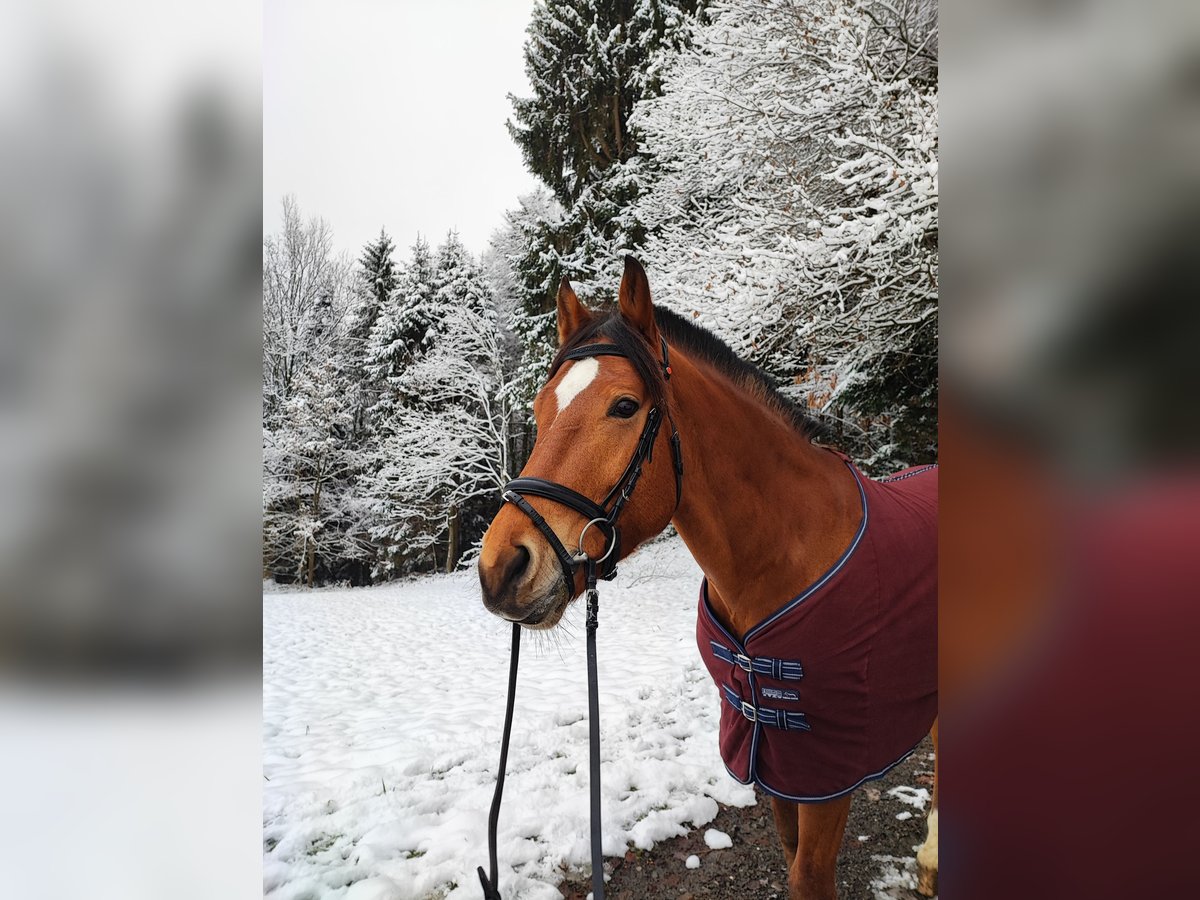 Freiberg / Franches Montagnes Castrone 13 Anni 165 cm Baio in Meggen