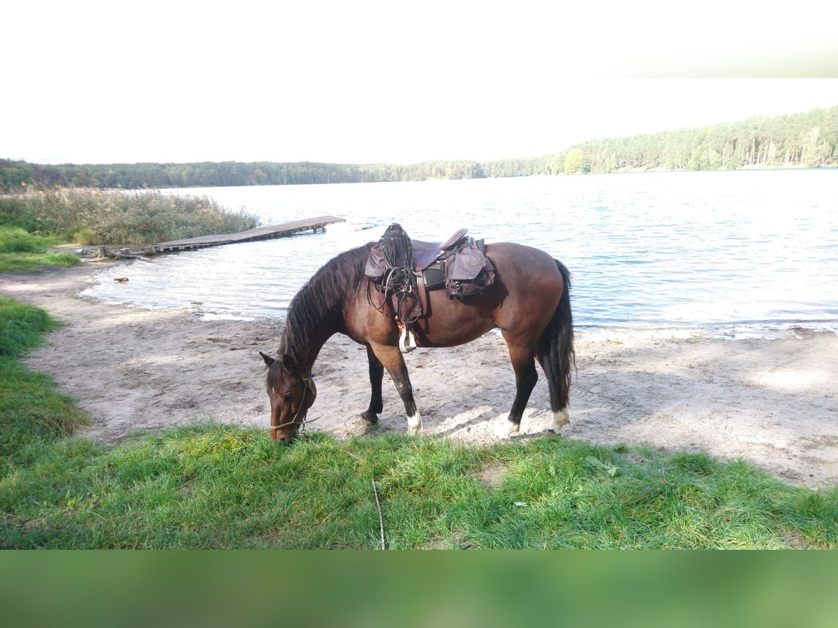 Freiberg / Franches Montagnes Castrone 14 Anni 160 cm Baio scuro in Cuxhaven