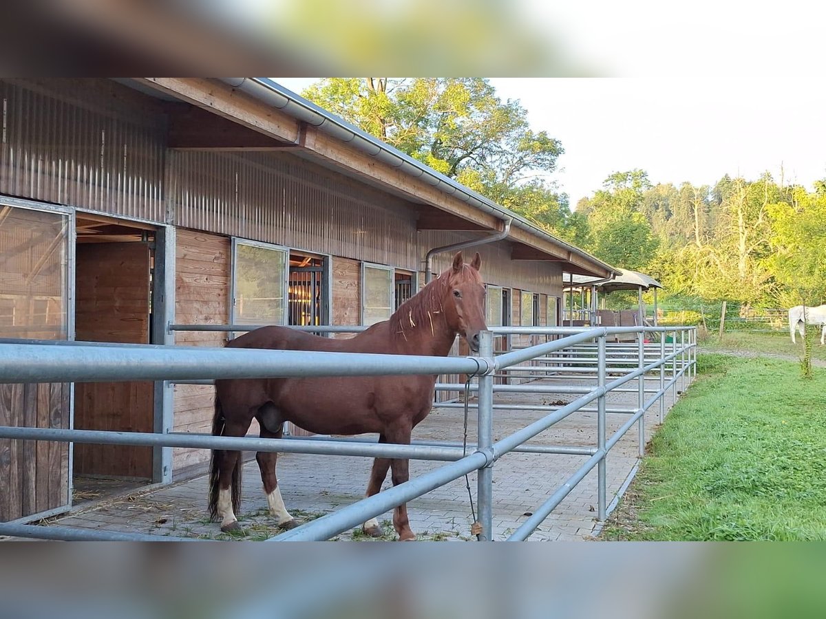 Freiberg / Franches Montagnes Castrone 22 Anni 165 cm Sauro ciliegia in Seon