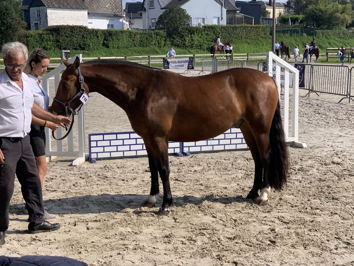 Freiberg / Franches Montagnes Castrone 3 Anni 151 cm Baio in Bernay