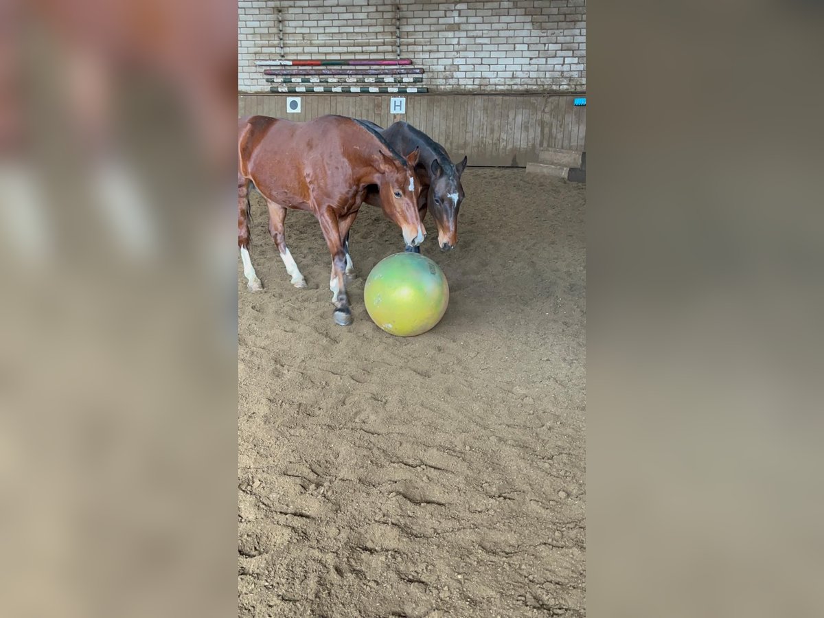 Freiberg / Franches Montagnes Castrone 3 Anni 151 cm Baio in Rümmingen