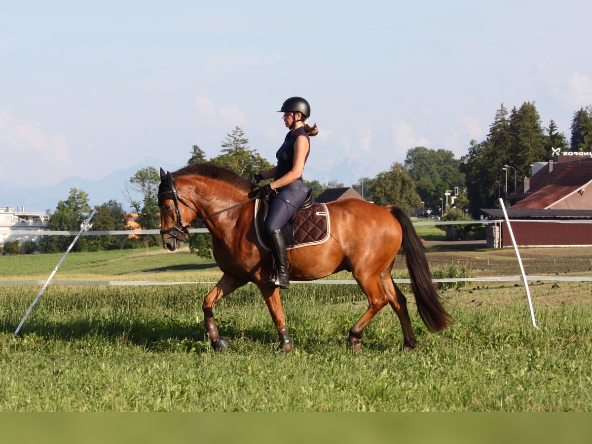 Freiberg / Franches Montagnes Castrone 3 Anni 154 cm Baio in Fällanden