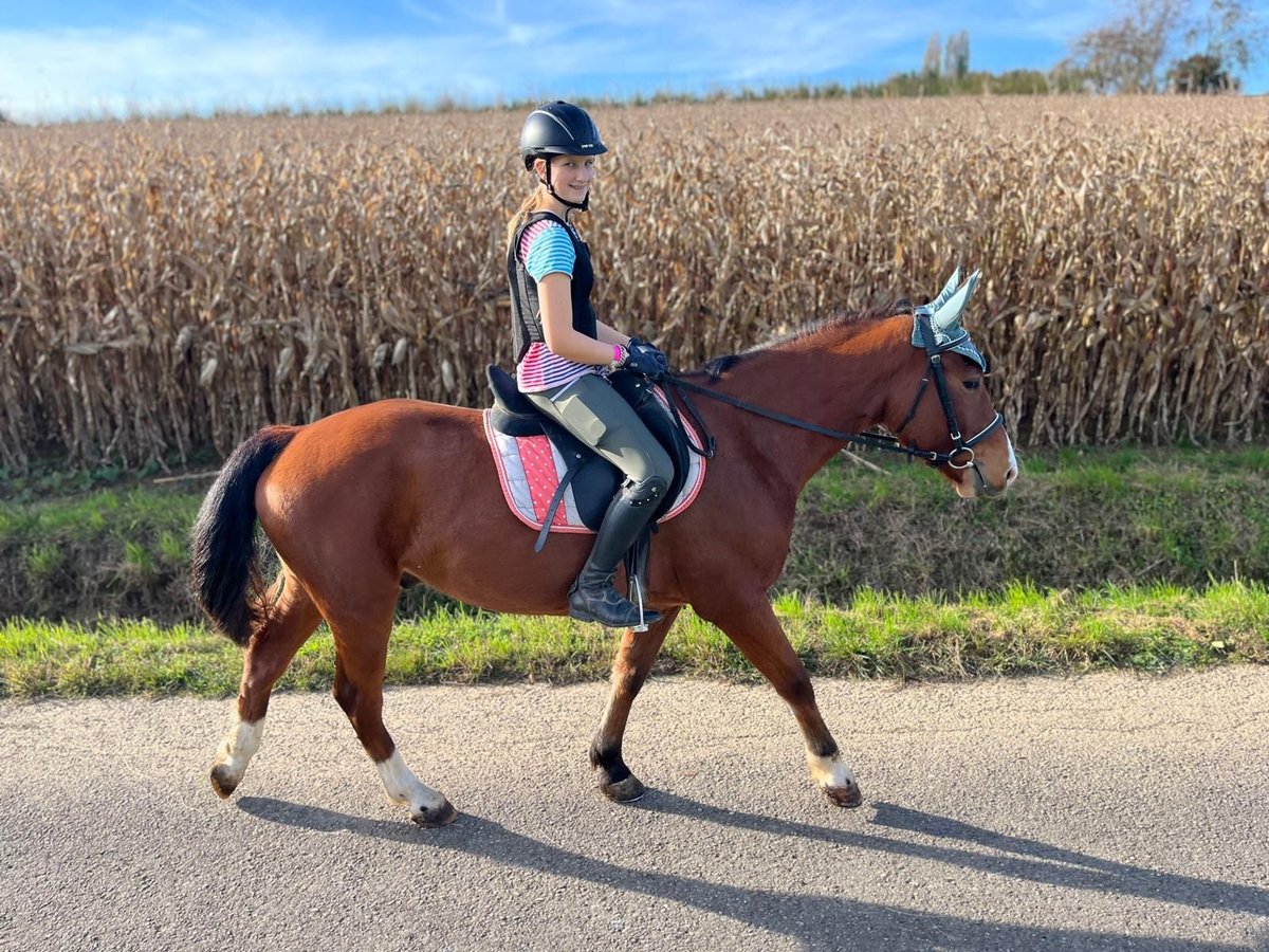 Freiberg / Franches Montagnes Castrone 3 Anni 155 cm Baio in Rümmingen