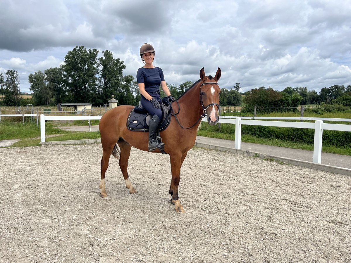 Freiberg / Franches Montagnes Castrone 3 Anni 155 cm Baio in Rümmingen