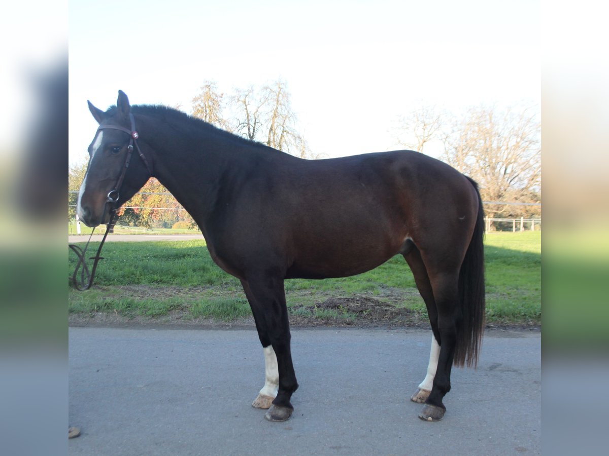 Freiberg / Franches Montagnes Castrone 3 Anni 158 cm Baio scuro in Schönholzerswilen