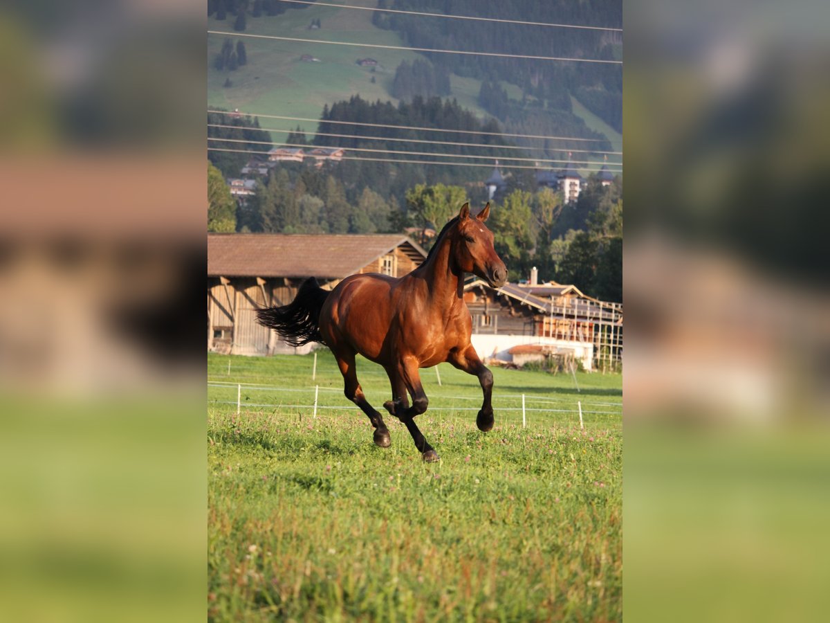 Freiberg / Franches Montagnes Castrone 3 Anni 160 cm Baio scuro in Saanen