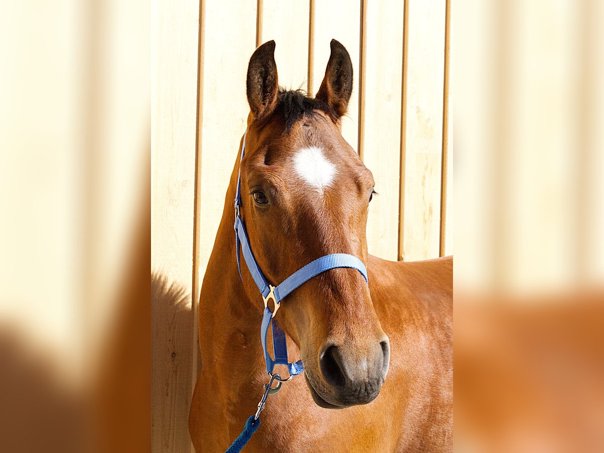 Freiberg / Franches Montagnes Castrone 3 Anni 162 cm Baio in Stehrenberg