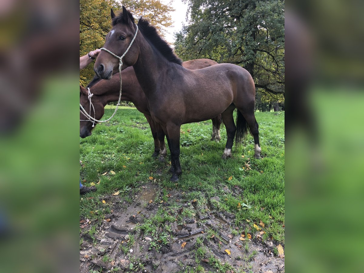 Freiberg / Franches Montagnes Castrone 3 Anni in Rümmingen