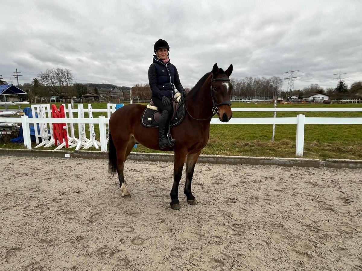 Freiberg / Franches Montagnes Castrone 4 Anni 151 cm Baio in Rümmingen