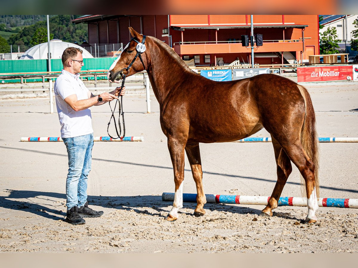 Freiberg / Franches Montagnes Castrone 4 Anni 153 cm Sauro in Balsthal