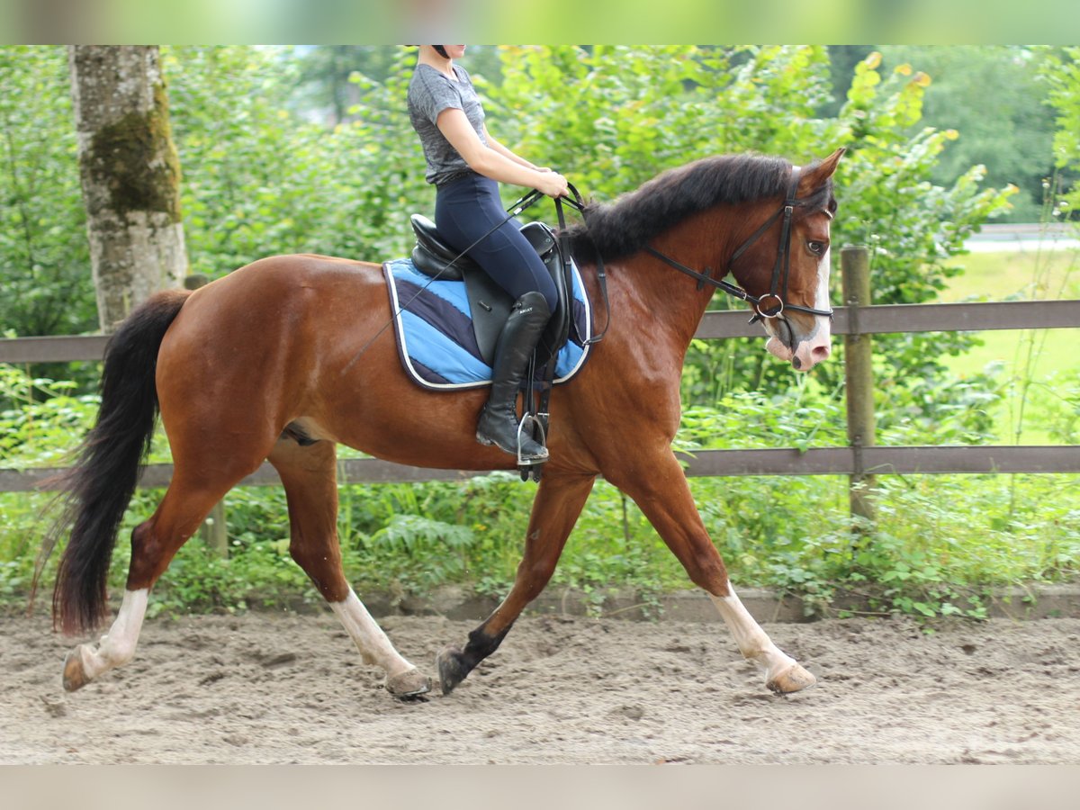 Freiberg / Franches Montagnes Castrone 4 Anni 156 cm Baio scuro in Kerns